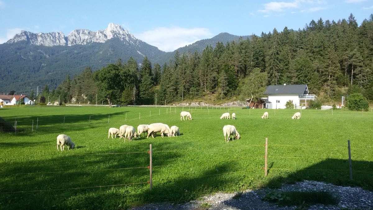 Unsere Schafe auf der Weide – Unsere kleine Farm